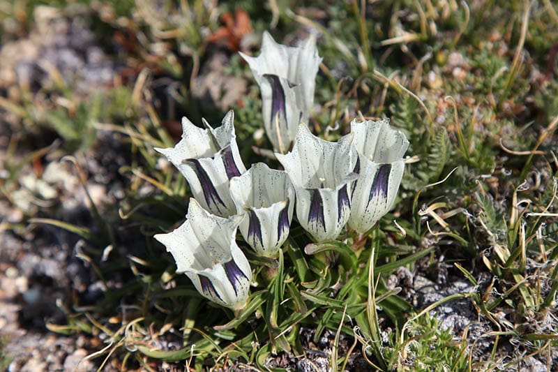 Arctic Gentian wildflowers