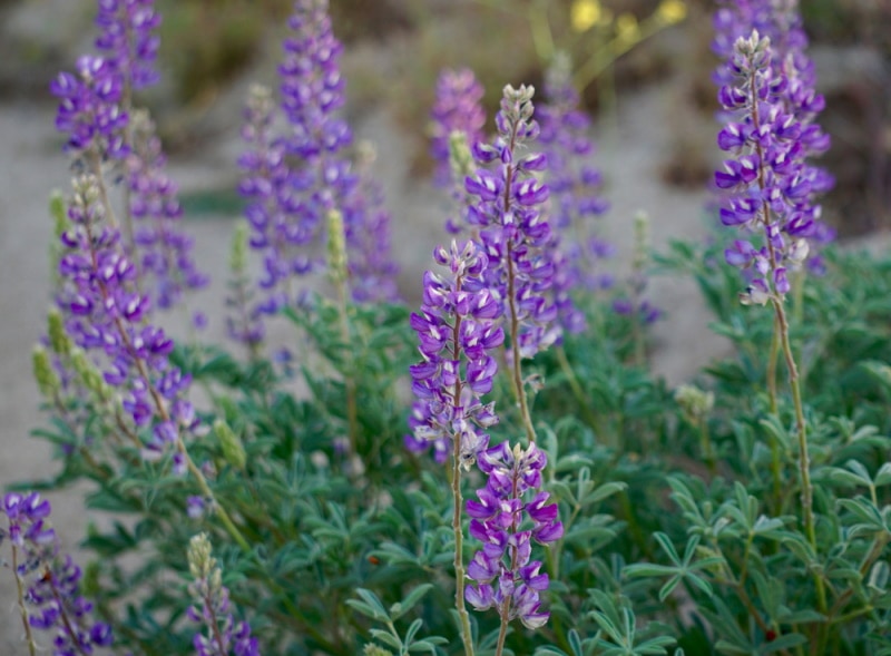 arizona lupine
