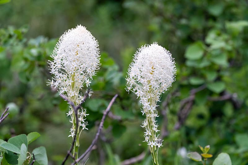 beargrass wildflowers