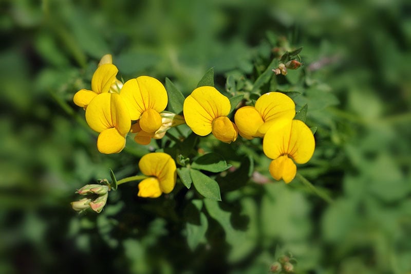 bird's foot trefoil (Lotus corniculatus)