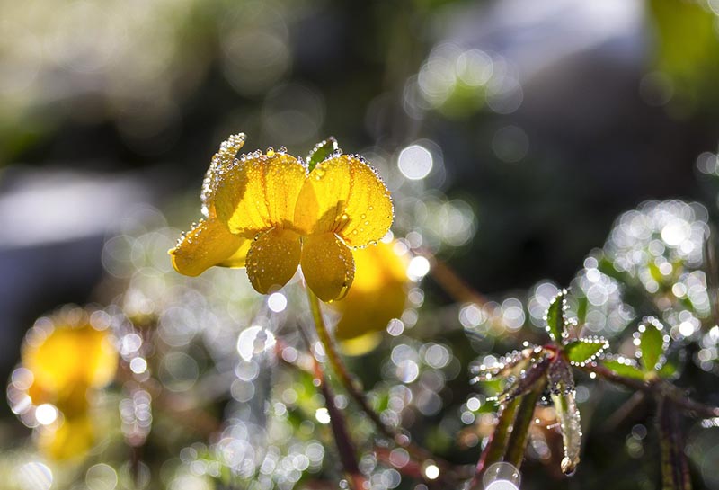 black medick