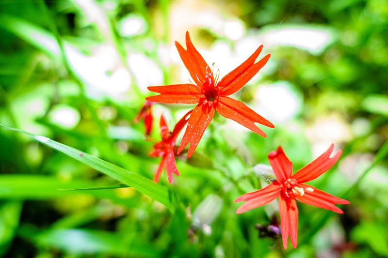 blooming Fire Pink flowers