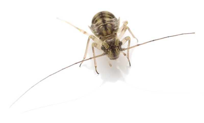 booklice on white background