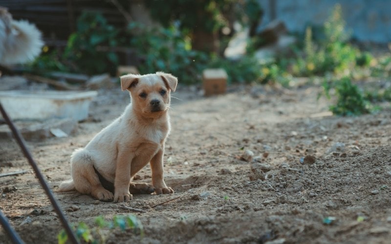 brown puppy dog sitting on the ground
