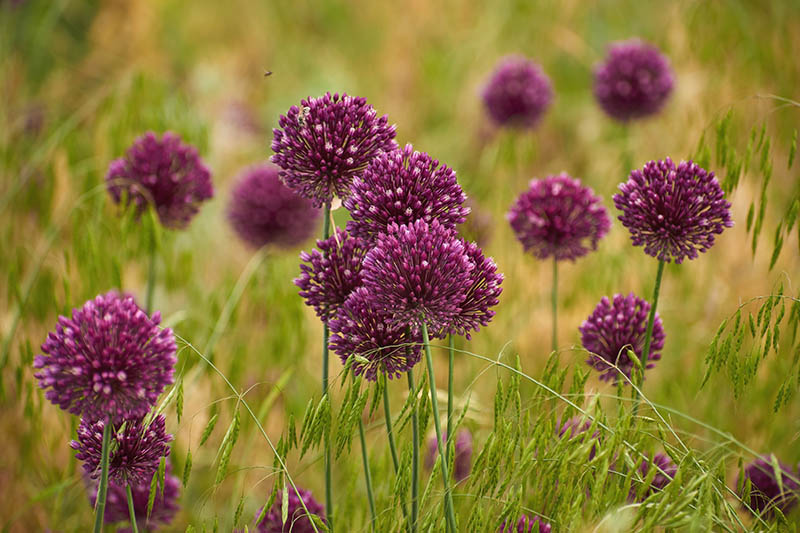 Burgundy wild onion flowers