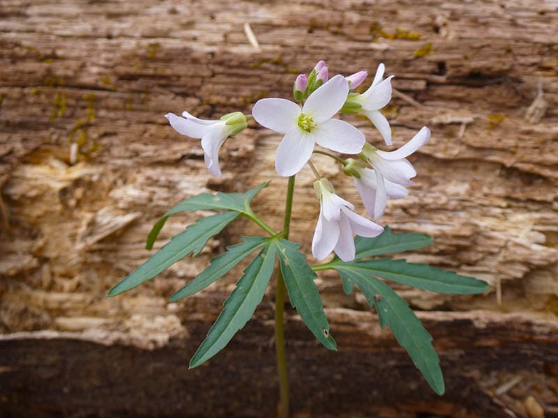 Close up cutleaf toothwort