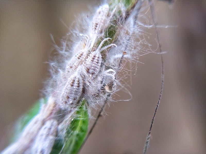close up group of mealybugs