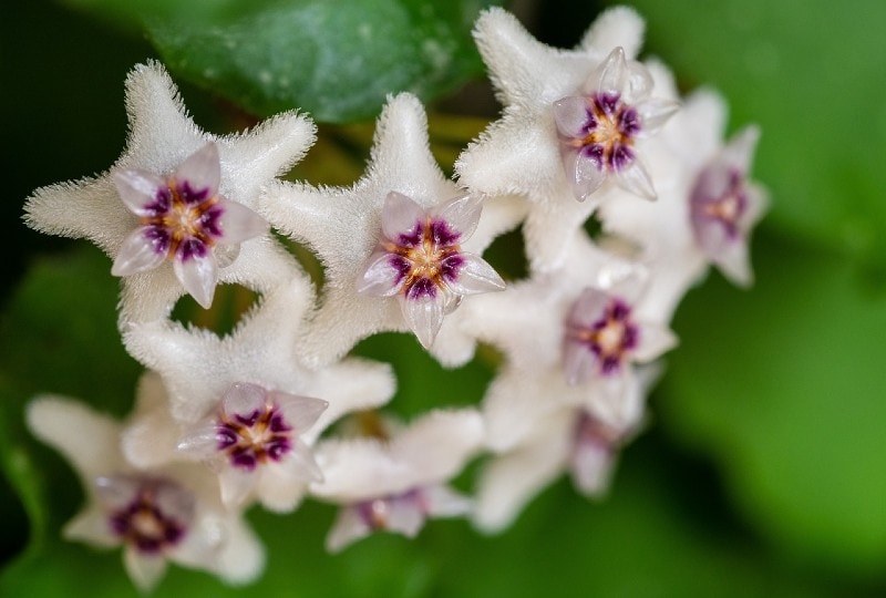 close up of white hoyas