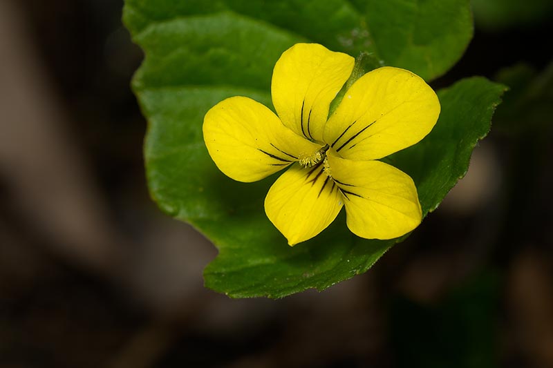 closeup of a yellow violet flower