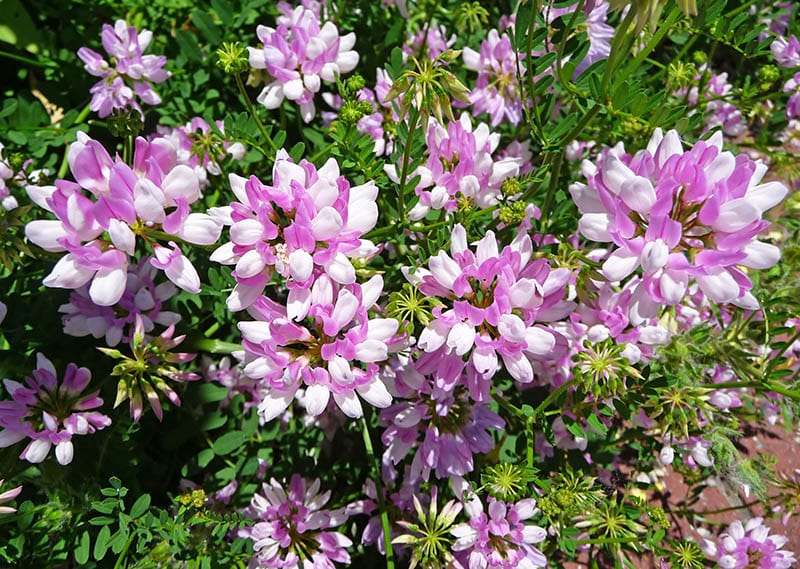 cluster of crown vetch (Securigera varia)
