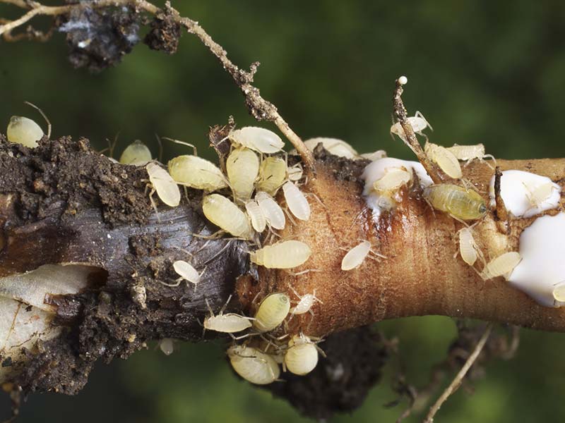 colony of root aphids