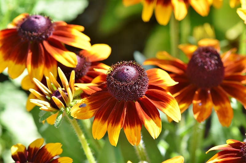 coneflowers