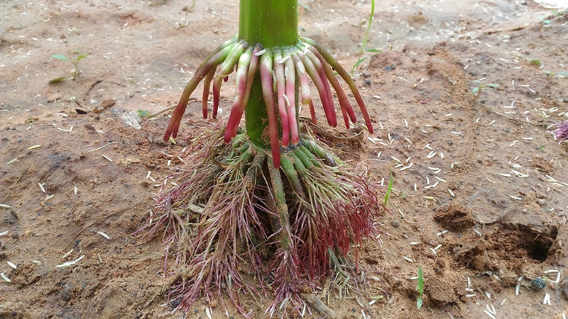 corn roots
