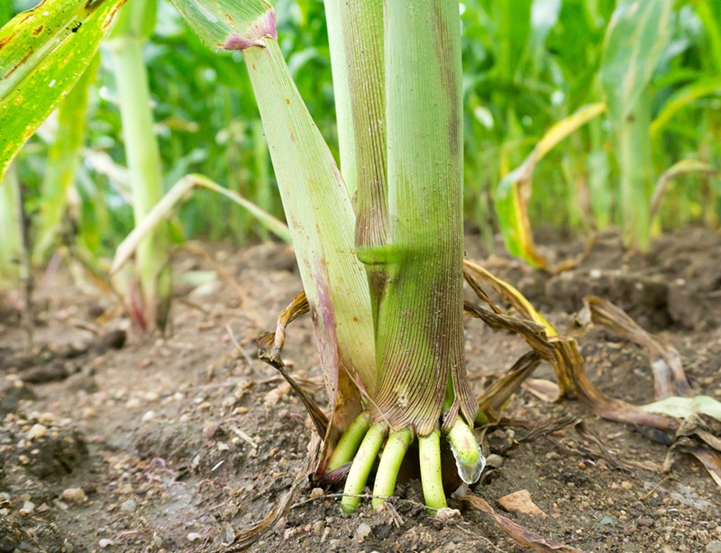 corn roots