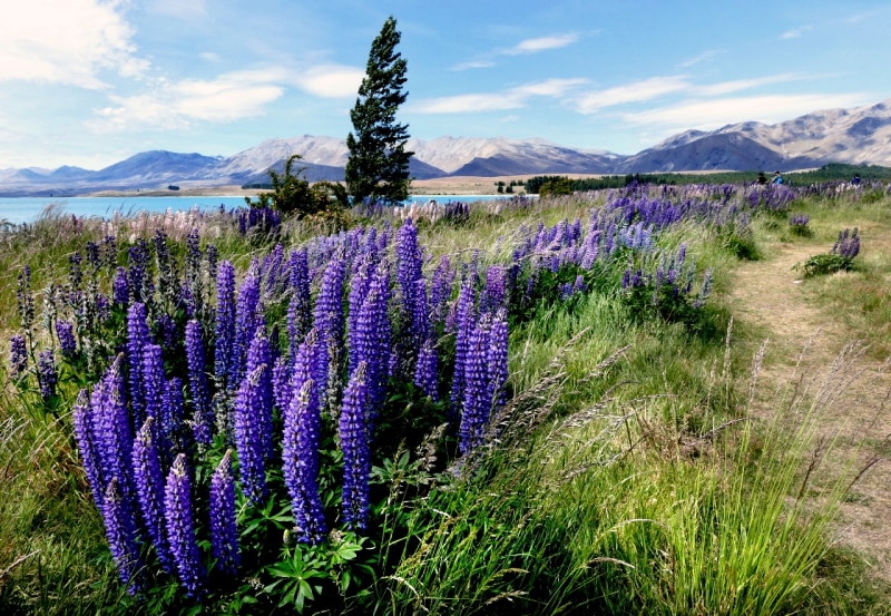 coulters lupine flowers