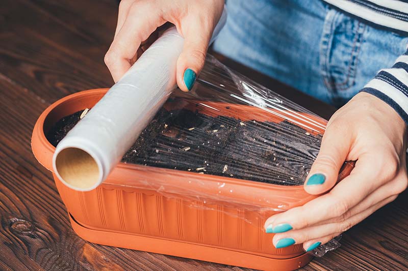 covering growing plants with plastic wrap