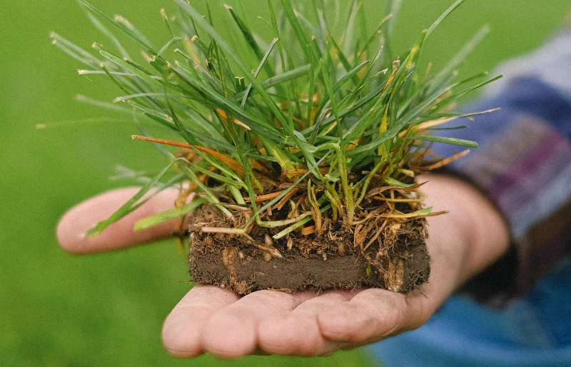 crop gardener with sod topsoil on hand