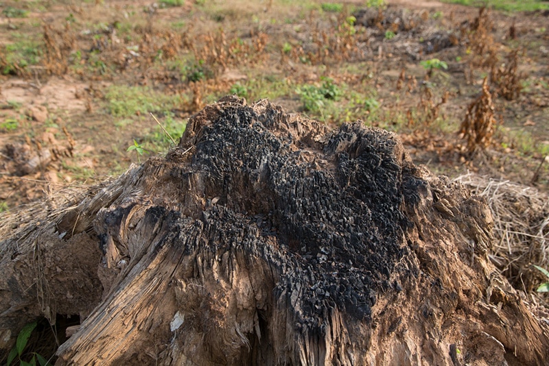 cut and burned tree stump