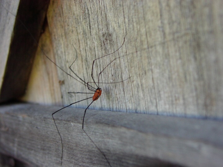 daddy long legs 