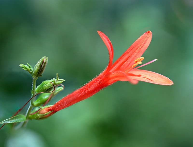 Desert Honeysuckle