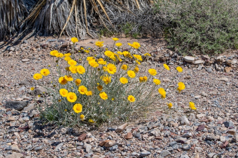 desert marigold flowers