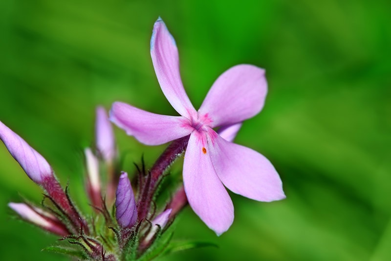 downy phlox flower