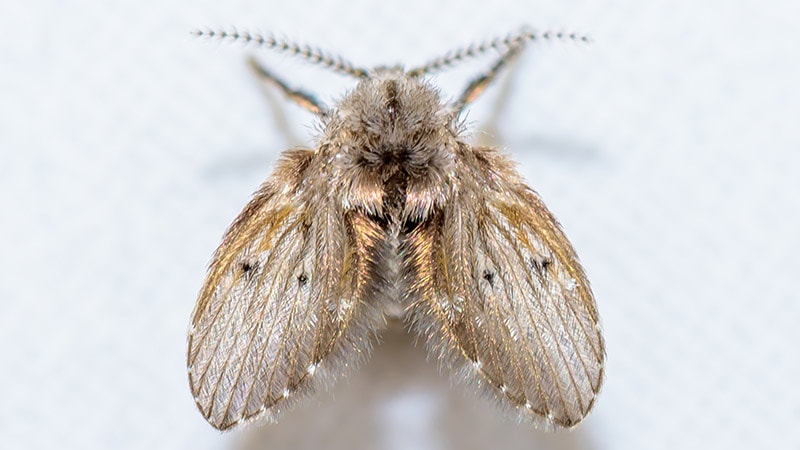 drain fly