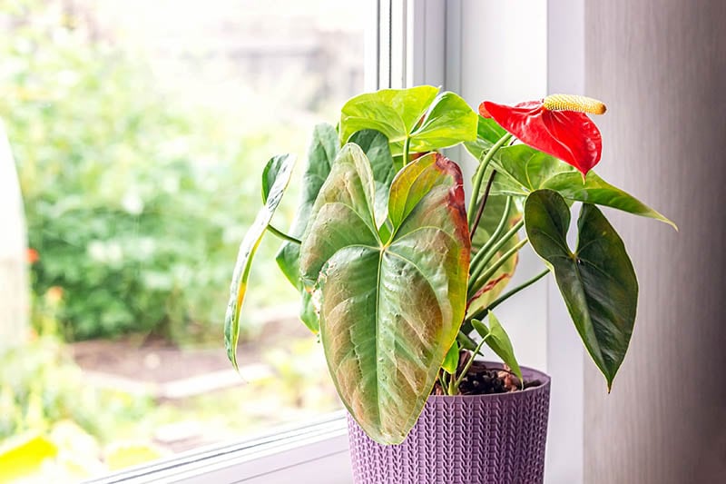 dying potted anthurium plant by the window