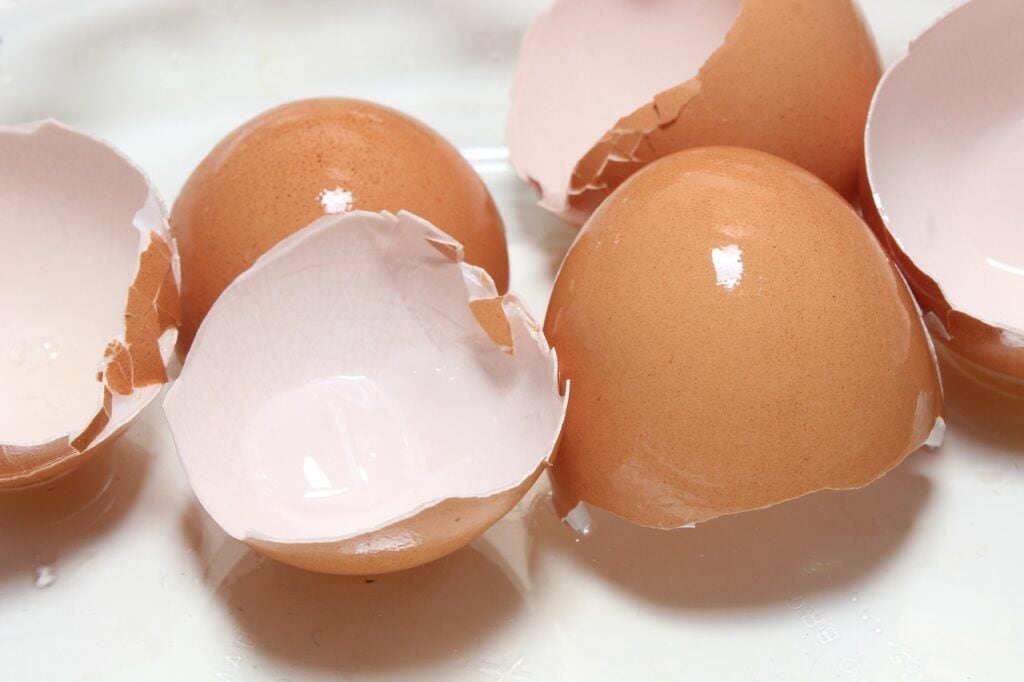 egg shells