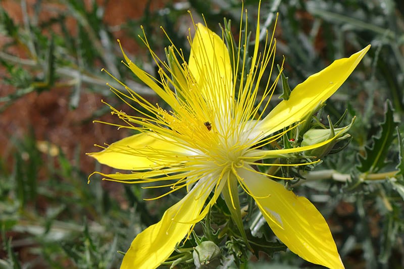 evening star