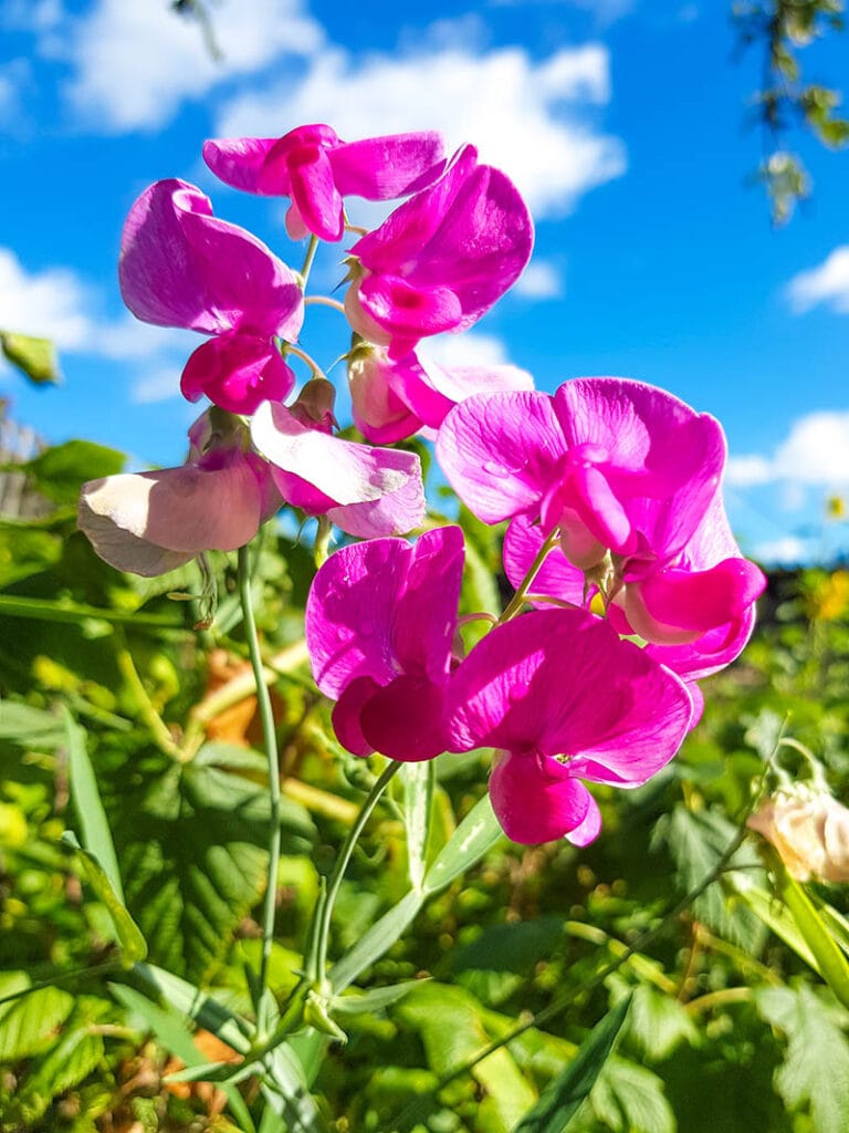 everlasting pea