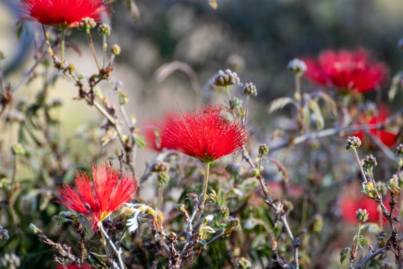 fairy duster flowers