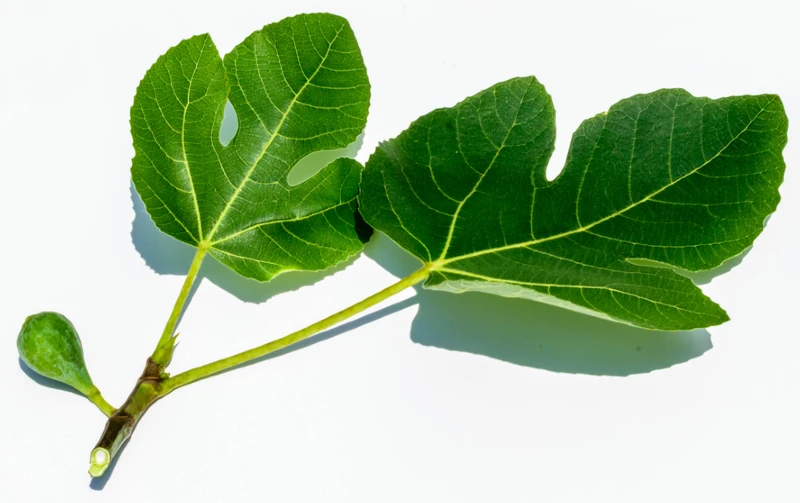fig leaves on a branch with a fig fruit attached