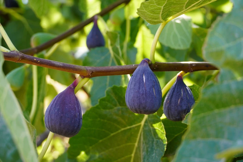 fig tree with fruits