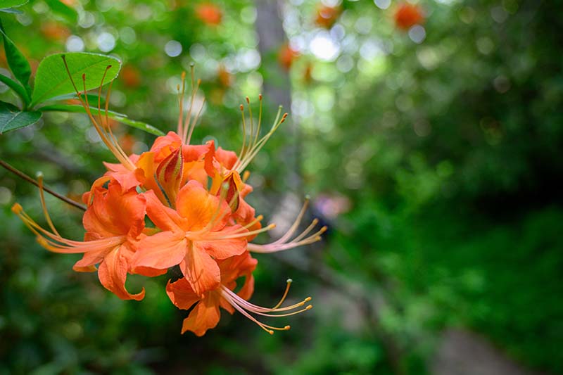 flame azalea