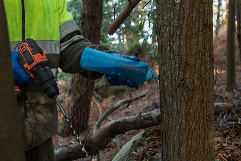 forest worker drilling tree and injecting chemical substance