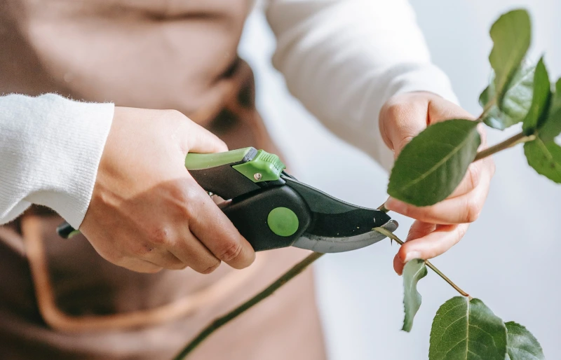 gardener cutting green branch with pruning shears