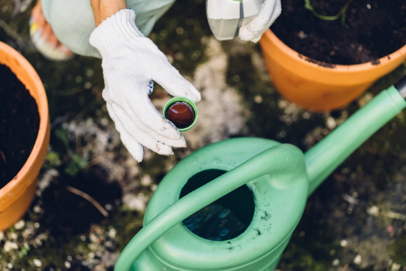gardener pouring liquid mineral plant fertilizer in watering can