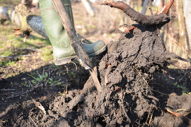 gardener pulling out tree roots with spade