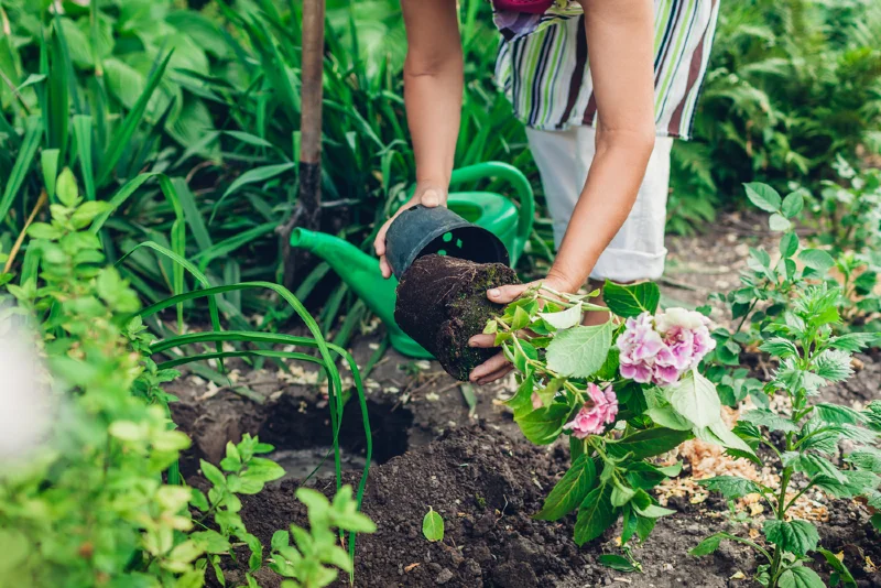 gardener transplanting hydrangea flowers from pot into wet soil