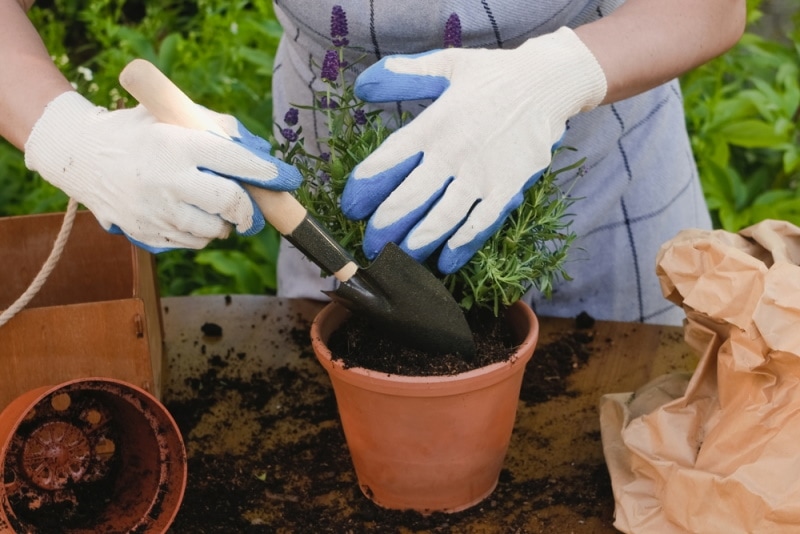 gardener transplanting lavender plant