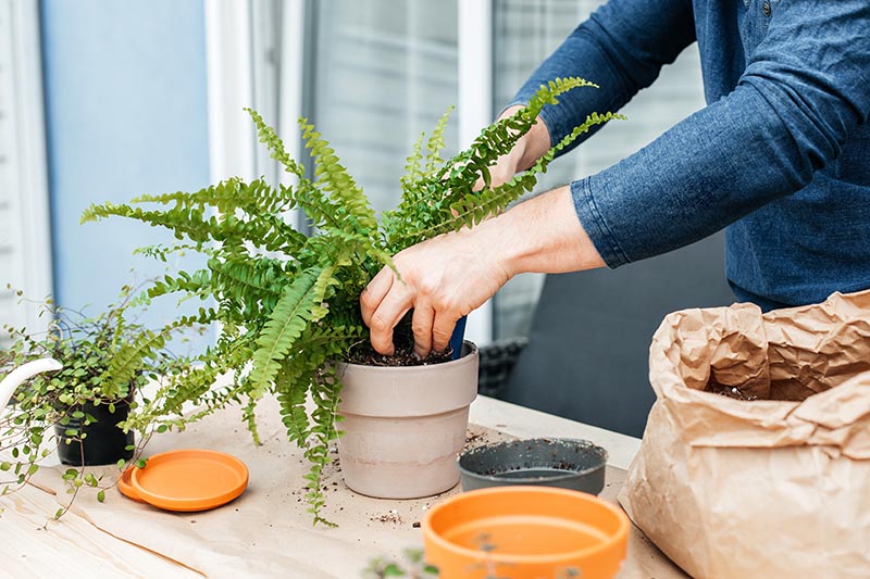 gardener transplants ferns into ceramic pots