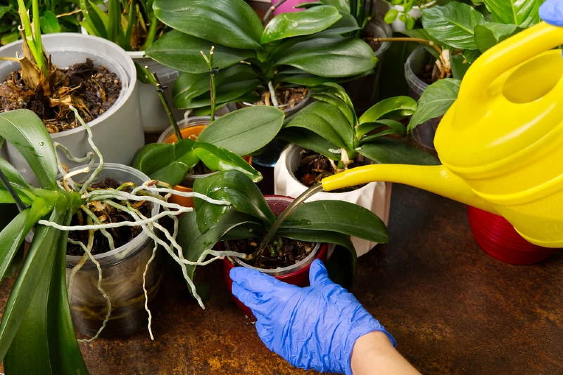 gardener watering orchids