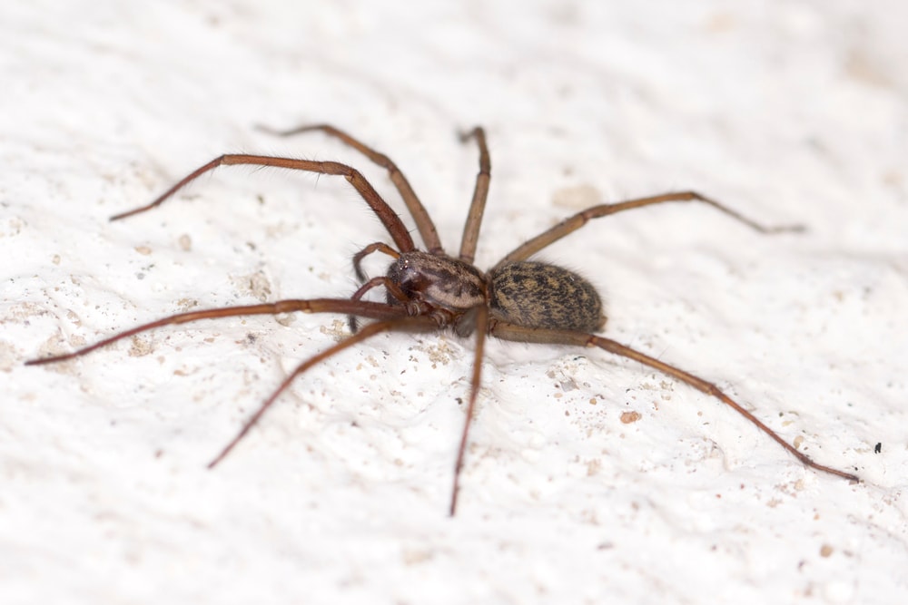 giant house spider 