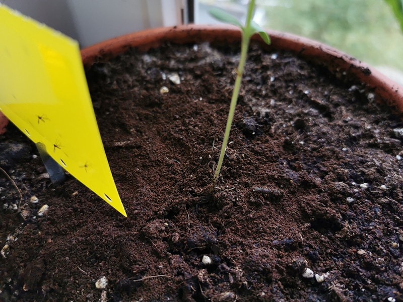 gnat fly trap in a plant pot