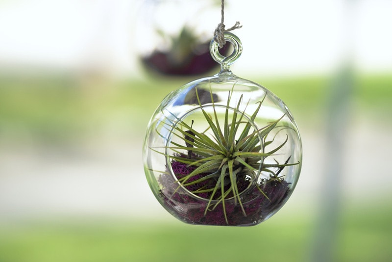 hanging Air Plants