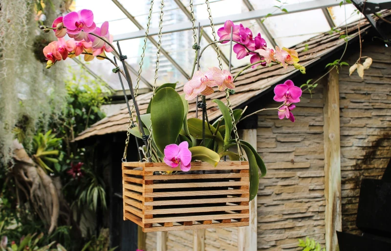 hanging orchids
