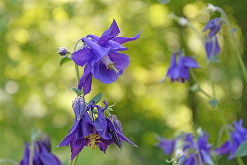 harebell wildflower