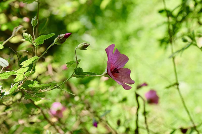 hibiscus flower in spring
