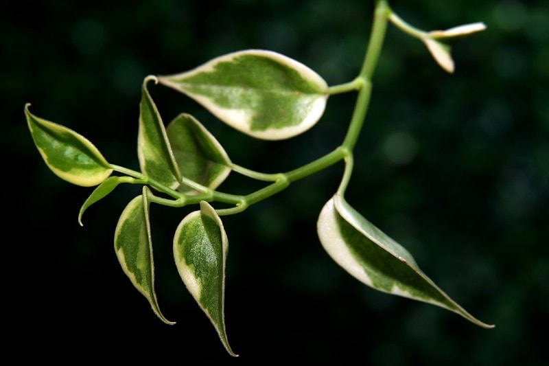 hoya plant cutting